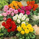 Dahlia X A Figaro Flower Mix 100 Seeds Fresh Seeds