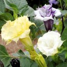 Datura Metel Ballerina Flower Mix 20 Seeds Fresh Seeds