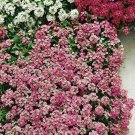 Deep Pink Alyssum Ground Cover 2000 Seeds Fresh Seeds