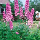 Delphinium Delphinium Cultorum Astolat Flower 2000 Seeds Fresh Seeds