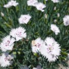 Dianthus Deltoides White Maiden Pink Heat Drought Resistant Flower 5000 Seeds Fresh Seeds