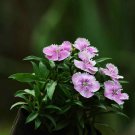 Dianthus Dianthus Amurensis Amur River Pink Flower 1000 Seeds Fresh Seeds