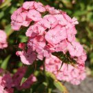 Dianthus Dianthus Barbatus Pink Sweet William Flower 10000 Seeds Fresh Seeds