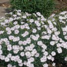 Dianthus Dianthus Deltoides White Maiden Pink Flower 10000 Seeds Fresh Seeds