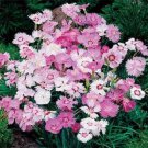 Dianthus Dianthus Plumarius Sweetness Ground Cover 200 Seeds Fresh Seeds
