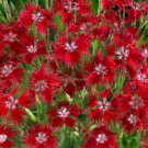 Dianthus Dianthus Superbus S Red Flower 5000 Seeds Fresh Seeds