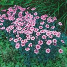 Dianthus Dianthus Alwoodii Alpinus Alwood Pink Flower 1000 Seeds Fresh Seeds