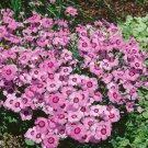 Dianthus Dianthus Alwoodii Alpinus Alwood Pink Flower 2000 Seeds Fresh Seeds