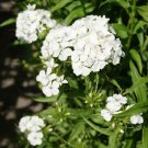 Dianthus Dianthus Barbatus Sweet William White Flower 10000 Seeds Fresh Seeds