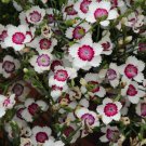 Dianthus Dianthus Chinensis Merrygoround Flower 2000 Seeds Fresh Seeds