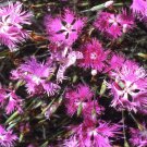 Dianthus Dianthus Superbus Rose Flower 10000 Seeds Fresh Seeds