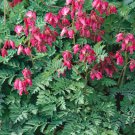 Dicentra Fringed Bleeding Heart Dicentra Eximia Flower 100 Seeds Fresh Seeds