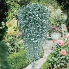 Dichondra Dichondra Argentea Silver Falls Ground Cover 30 Seeds Fresh Seeds