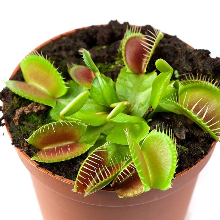 Dionaea Muscipula Venus Flytrap Flower 20 Seeds Fresh Seeds