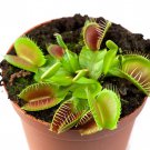 Dionaea Muscipula Venus Flytrap Flower 20 Seeds Fresh Seeds