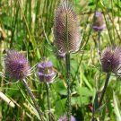 Dipsacus Sativus Fullers Teasel Garden Flower Plant 2000 Seeds Fresh Seeds