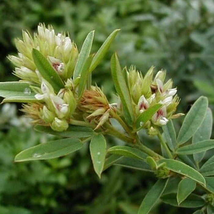 Drought Resistant Lespedeza Capitata Round Headed Bush Clover Flower 1000 Seeds Fresh Seeds