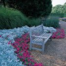 Dusty Miller Cineraria Maritima Silverdust Flower 10000 Seeds Fresh Seeds