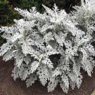 Dusty Miller Cineraria Maritima Silverdust Flower 5000 Seeds Fresh Seeds