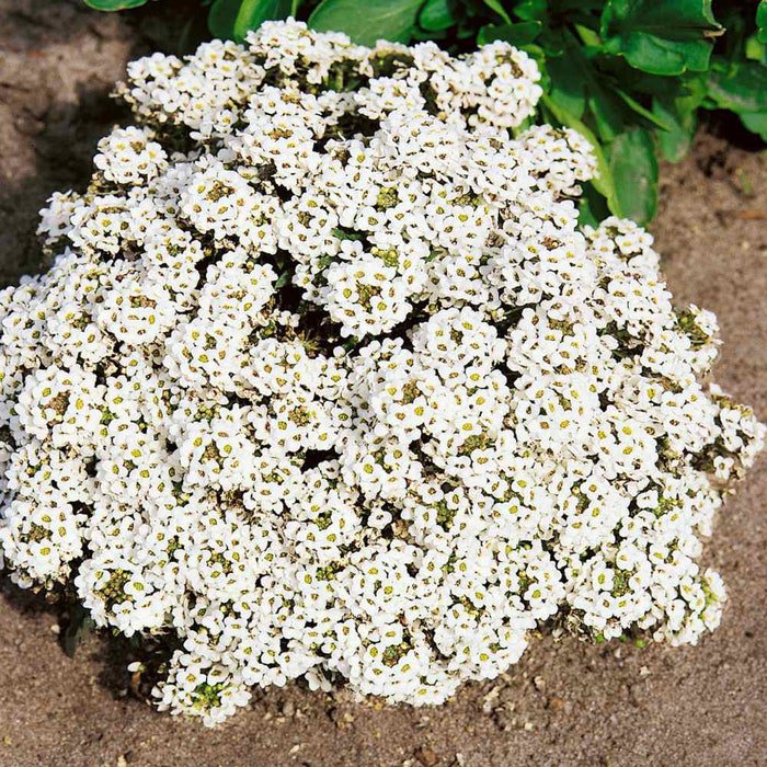 Dwarf Alyssum Tiny Tim Flower 10000 Seeds Fresh Seeds