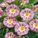 Dwarf Morning Glory Convolvulus Morning Glory Flower 1000 Seeds Fresh Seeds