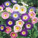Dwarf Morning Glory Convolvulus Ensign Mix Flower 2000 Seeds Fresh Seeds