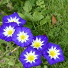 Dwarf Morning Glory Flower 1000 Seeds Fresh Seeds