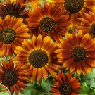 Earthwalker SunFlower Helianthus Annuus 250 Seeds Fresh Seeds