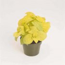 Easy Annuals From Wizard Golden Coleus Flower 200 Seeds Fresh Seeds