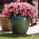 Easy Wave Spreading Petunia Coral Reef Flower 30 Seeds Fresh Seeds