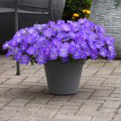 Easy Wave Spreading Petunia Lavender Sky Blue Flower 30 Seeds Fresh Seeds