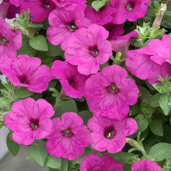 Easy Wave Spreading Petunia Neon Rose Flower 30 Seeds Fresh Seeds