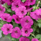 Easy Wave Spreading Petunia Neon Rose Flower 30 Seeds Fresh Seeds