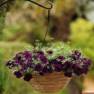 Easy Wave Spreading Petunia Petunia Burgundy Velour Flower 30 Seeds Fresh Seeds
