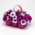 Easy Wave Spreading Petunia Plumb Pudding Flower Mix 30 Seeds Fresh Seeds