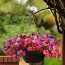 Easy Wave Spreading Petunia South Beach Garden Flower Mix 30 Seeds Fresh Seeds