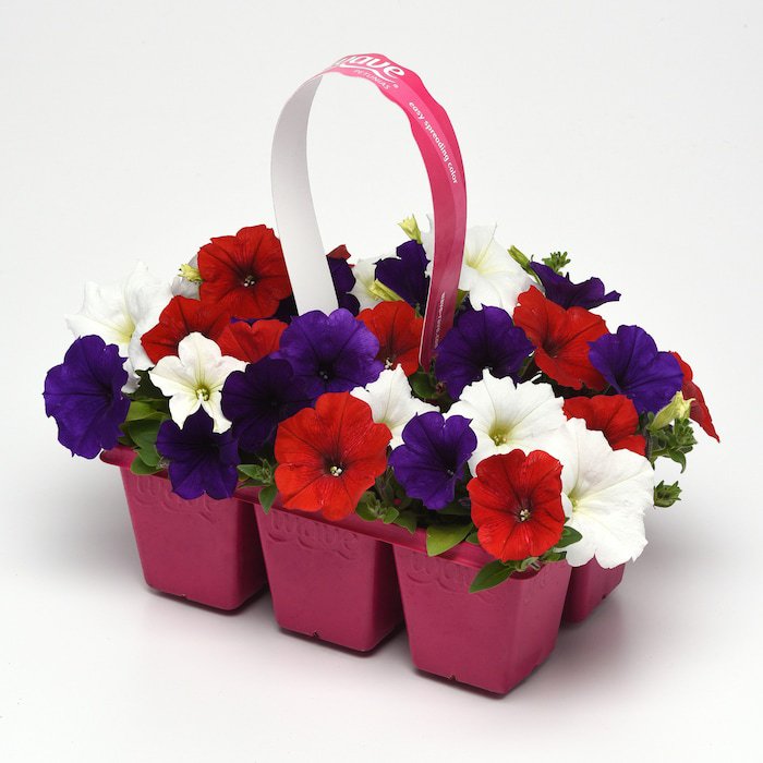 Easy Wave Spreading Petunia The Flag Flower Mix 30 Seeds Fresh Seeds