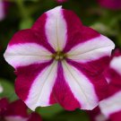 Easy Wave Spreading Petunia X A Burgundy Star Flower 30 Seeds Fresh Seeds
