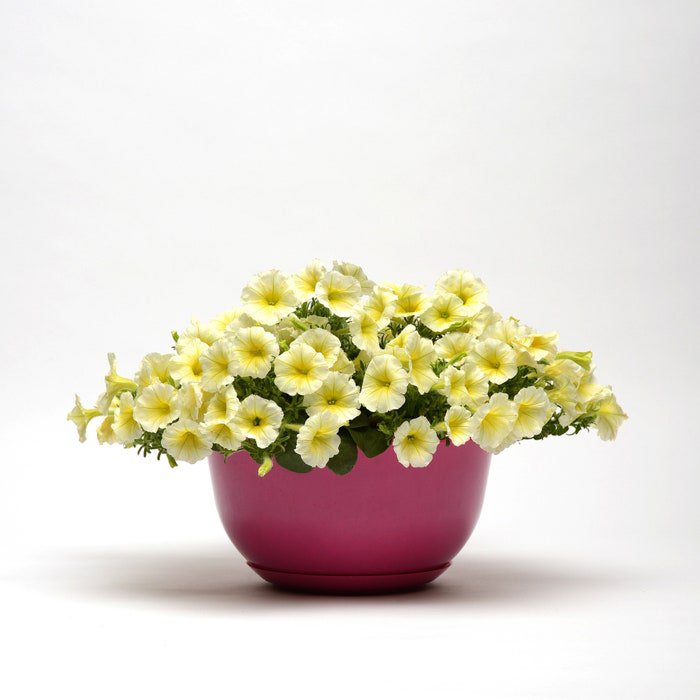Easy Wave Yellow Petunia Spreading Flower 30 Seeds Fresh Seeds
