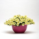 Easy Wave Yellow Petunia Spreading Flower 30 Seeds Fresh Seeds