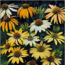 Echinacea Purpurea Mellow Yellows Garden Flower For Xeriscaping 50 Seeds Fresh Seeds