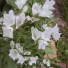 Echium Echium Plantagineum White Bedder Flower 2000 Seeds Fresh Seeds