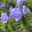 Echium Echium Plantagineum Blue Bedder Flower 1000 Seeds Fresh Seeds