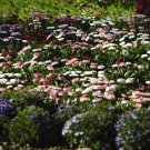 English Daisy Bellis Perennis Mix Flower 10000 Seeds Fresh Seeds