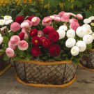 English Daisy Bellis Perennis Mix Flower 5000 Seeds Fresh Seeds
