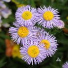 Erigeron Erigeron Speciosus Fleabane Daisy Flower 1000 Seeds Fresh Seeds