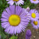 Erigeron Erigeron Speciosus Fleabane Daisy Flower 2000 Seeds Fresh Seeds