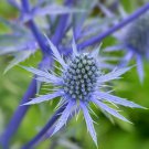 Eryngium Planum Blue Sea Holly Garden Flower Plant 5000 Seeds Fresh Seeds