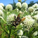 Eryngium Rattlesnake Master Flower 2000 Seeds Fresh Seeds