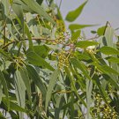 Eucalyptus Citriodora Lemon Bush Garden Plant 25 Seeds Fresh Seeds